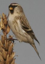 redpoll9.jpg