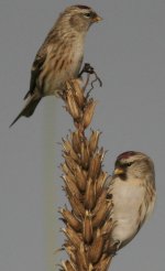 redpoll11.JPG