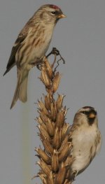 redpoll12.JPG