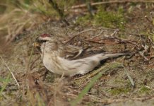 redpoll13.jpg