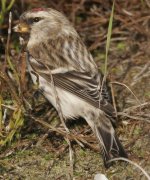 redpoll16.JPG