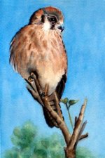 AmericanKestrel1.jpg