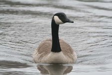 canadagoose190106c.jpg