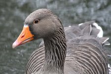 greylag190106a.jpg