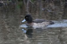 tuftedduck190106a.jpg