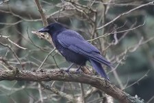 carrioncrow190106c.jpg