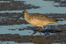 DSC_7989 Long-Billed Curlew-01.jpg