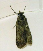 Diurnea fagella 1a.jpg