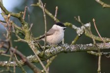 marshtit200106c.jpg