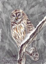 barred owl.JPG