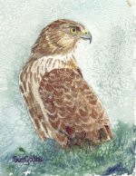 Coopers hawk.JPG