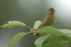 greenfinch_jun05_002_RS.jpg