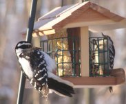 hairy woodpecker.jpg