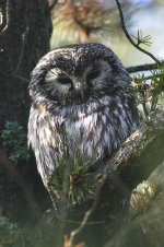 Boreal Owl can 1.jpg