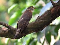 hodgson's hawk-cuckoo.jpg