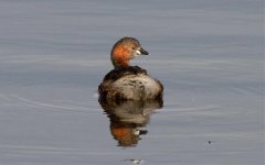 IMG_3178-Little-Grebe.jpg