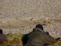 snowbuntings at salthouse.JPG