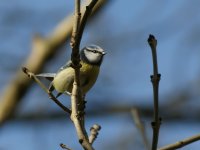 Blue Tit_Inchgarth_1103012a.jpg