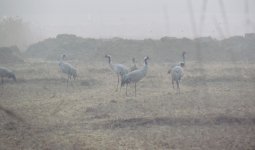 Common Cranes.jpg