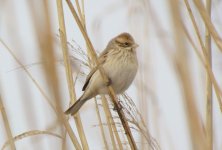 Common Reed Bunting.jpg