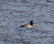 scaup3.jpg