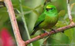 Blue-naped Chlorophonia - Chlorophonia cyanea 3 - San Lorenzo Ridge, Santa Marta Mts..JPG