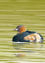 DABCHICK-&-REFLECTION.jpg