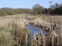 Coney Meadow + Droitwich Woods.jpg