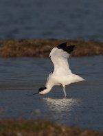 avocet 5 copy.jpg