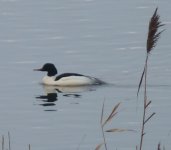 Goosander 1.JPG