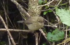 Chiffchaff.JPG