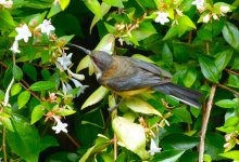 eastern spinebill.jpg