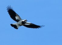 magpie lark.jpg