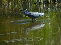 white faced heron.jpg