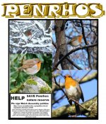 penrhos robins.jpg