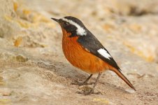 Moussier's Redstart_2903_2.jpg