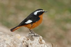 Moussier's Redstart_2937_2.JPG