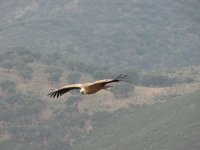 griffonvulture.jpg