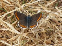 brownargus.jpg