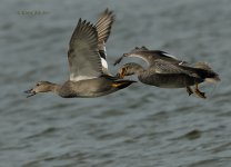 DCJ-Gadwall-234.jpg