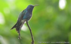 Endemic Sapphire-bellied Hummingbird - Lepidopyga lilliae - Isla Salamanca, Caribbean Lowlands.JPG