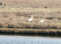 lodmoor2.jpg