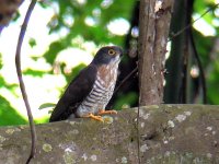 large hawk cuckoo.jpg