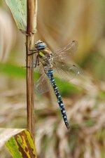 Common_Brown Hawker.jpg