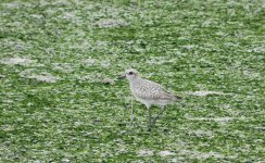 grey plover P500 DSCN9829.jpg