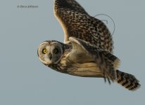 Short-Eared-Owl-8003.jpg.jpg