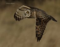 Short-Eared-Owl-8007.jpg.jpg