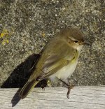 chiffchaff 2.jpg