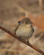 Flycatcher, Red-breasted - 1st-w Jinshitan Golf Course, Dalian - 19 Jan 2012 (1).jpg