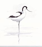 avocet.jpg